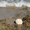 natural soy candle ocean whisper shell candle φυτικό κερί σόγια κοχύλι