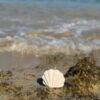 natural soy candle ocean whisper shell candle φυτικό κερί σόγια κοχύλι