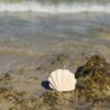 natural soy candle ocean whisper shell candle φυτικό κερί σόγια κοχύλι