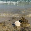 natural soy candle ocean whisper shell candle φυτικό κερί σόγια κοχύλι